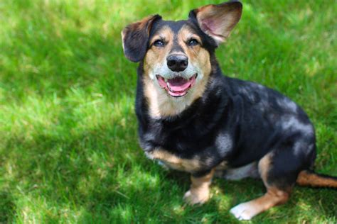 dachshund german shepherd chihuahua mix|dachshund german shepherd hybrid.